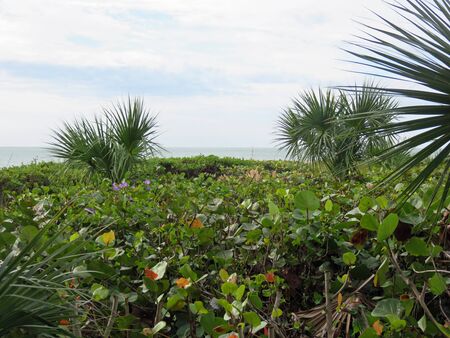 beautiful tropical beach of Sanibel Island Floridaの写真素材