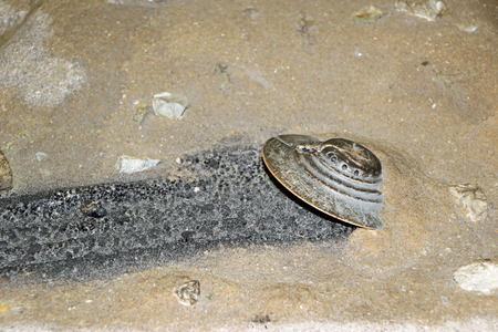ROSWELL, NEW MEXICO - OCTOBER 06: Alien Exhibit Display at the International UFO Museum and Research Center 2013のeditorial素材