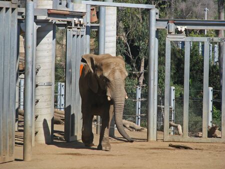SAN DIEGO, CALIFORNIA, USA  - NOVEMBER 07: African Elephant in its Habitat Enclosure at the Zoo 2012のeditorial素材