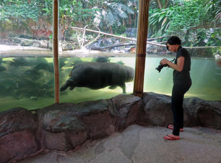 SINGAPORE ASIA - NOVEMBER 14: Singapore Zoo November 14, 2014 in Singapore, Asiaのeditorial素材