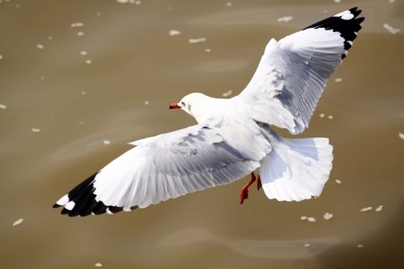 flying seagull の写真素材
