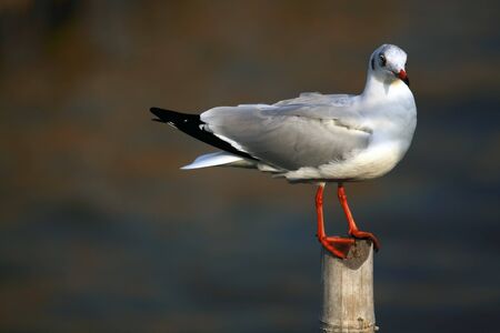 seagull の写真素材