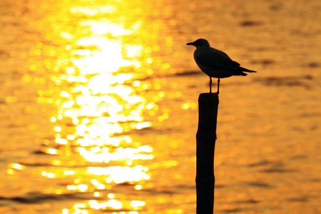 seagull silhouetteの写真素材
