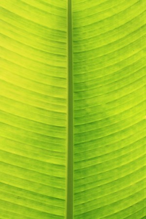 green leaf の写真素材