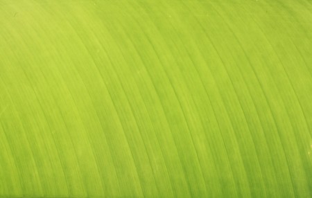 green leaf の写真素材