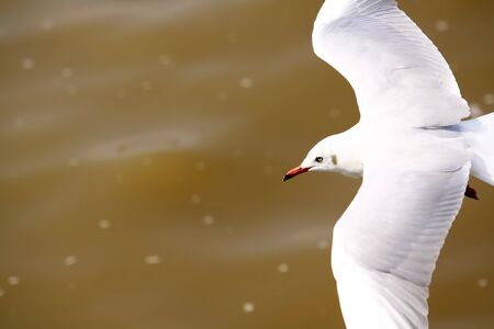 flying seagull over seaの写真素材