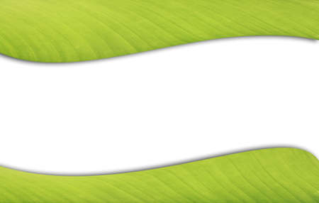 abstract background green leafの写真素材