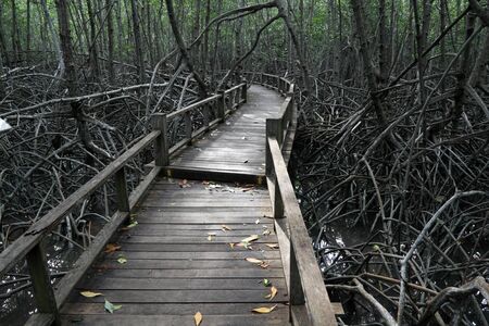 wood bridge go to mangrove forest の写真素材