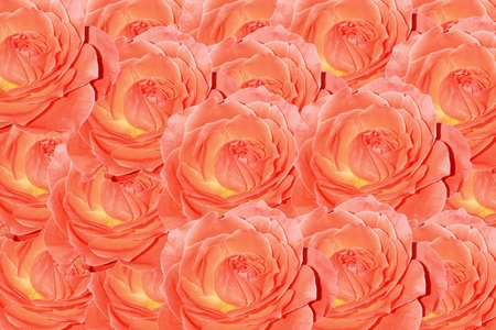 pink roseの写真素材