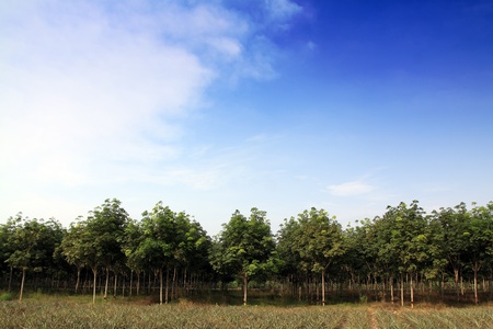 rubber trees plantation,Thailandの写真素材