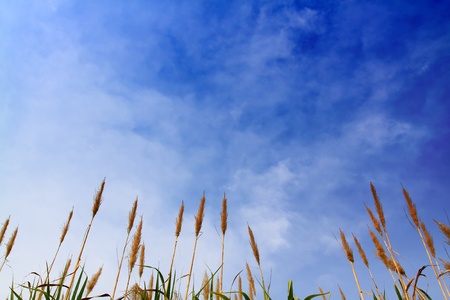 sugar cane with blue skyの写真素材