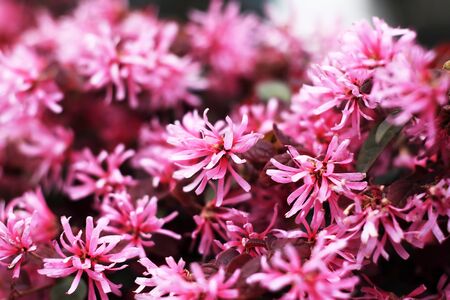 pink flowersの写真素材