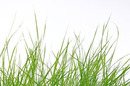 green grass on white backgroundの写真素材