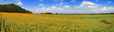Panorama Sunflower Fieldの写真素材