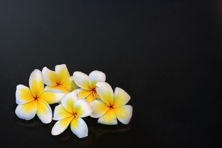 Beautiful flower on black glassの写真素材