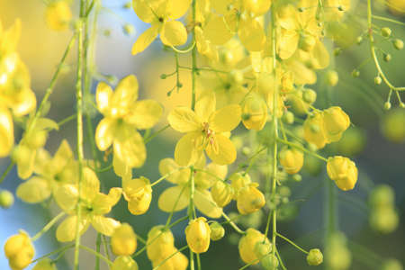 Soft focus  yellow flowersの写真素材