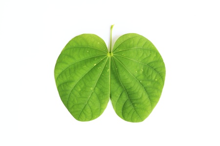 green leaf on white backgroundの写真素材