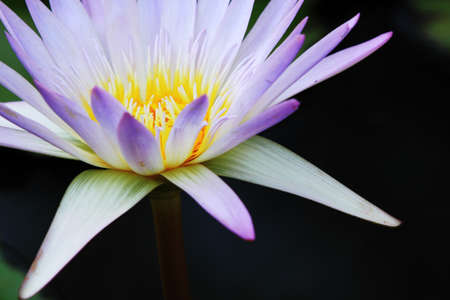 Beautiful Lotus (Water Lily)の写真素材