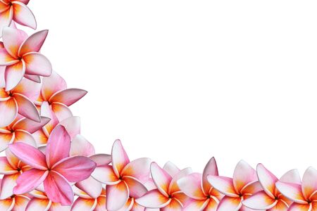 Frangipani or Plumeria flowerの写真素材