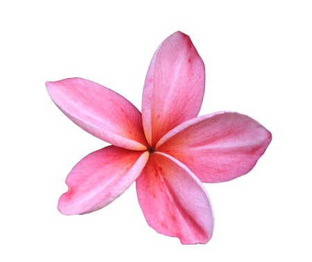 Frangipani or Plumeria flowerの写真素材