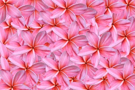 pink frangipanis flowersの写真素材