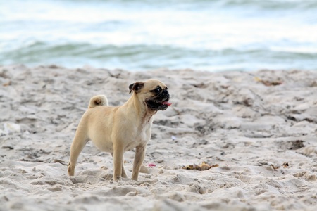 dog on a beach の写真素材