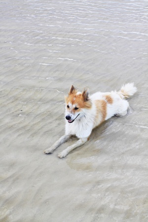 dog on a beachの写真素材