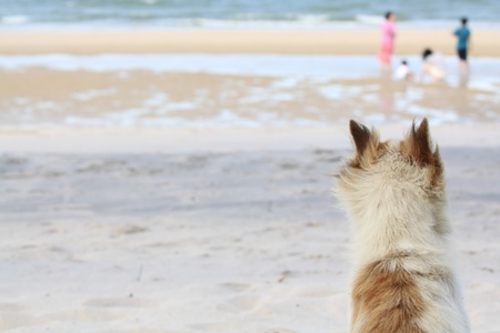 dog looking at the ocean with the familyの写真素材