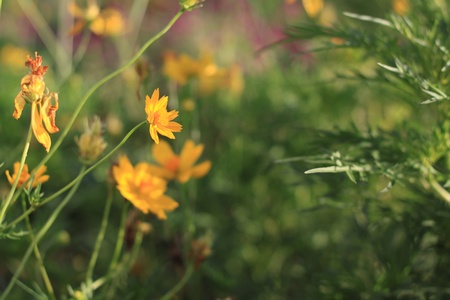 Yellow flowers の写真素材