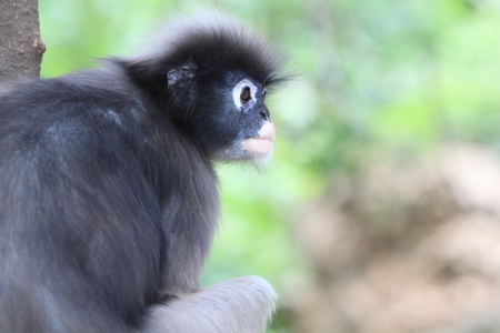 Dusky Leaf Monkey