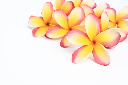  frangipani flowers on white backgroundの写真素材
