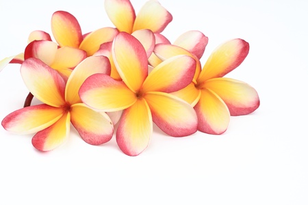  frangipani flowers on white backgroundの写真素材