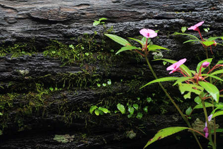 moss