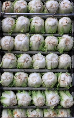 Chinese cabbageの写真素材