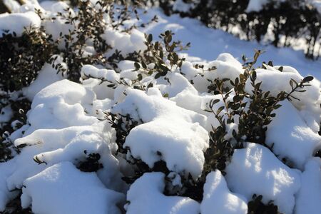 snow covered leavesの写真素材