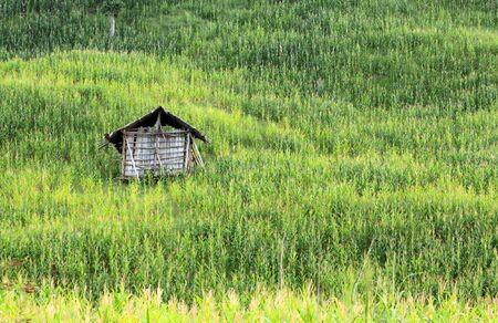 Corn fieldsの写真素材