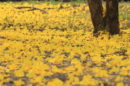 yellow flowers 