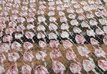Dried squid