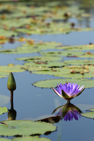 Purple lotus flowerの写真素材