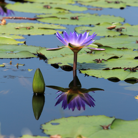 Purple lotus flower reflection の写真素材