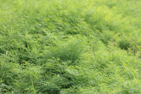corianderの写真素材
