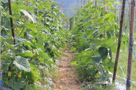 ivy gardenの写真素材