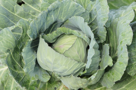 cabbage in the vegetable garden の写真素材