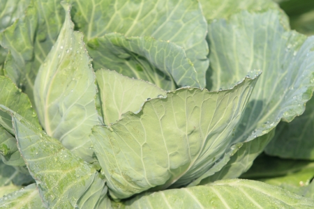 cabbage in the vegetable garden の写真素材