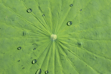 Water drop on lotus leafの写真素材