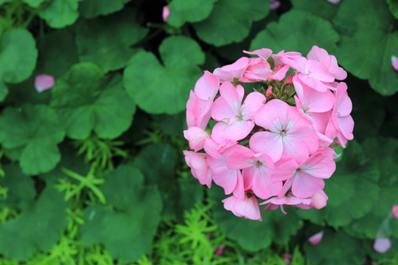 pink flowersの写真素材