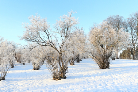 winter trees in the snowの写真素材