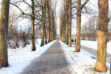 Snowy walkway through winter forestの写真素材