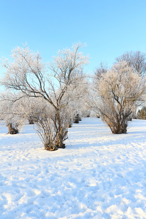 winter trees in the snowの写真素材