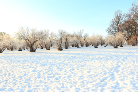 winter trees in the snowの写真素材